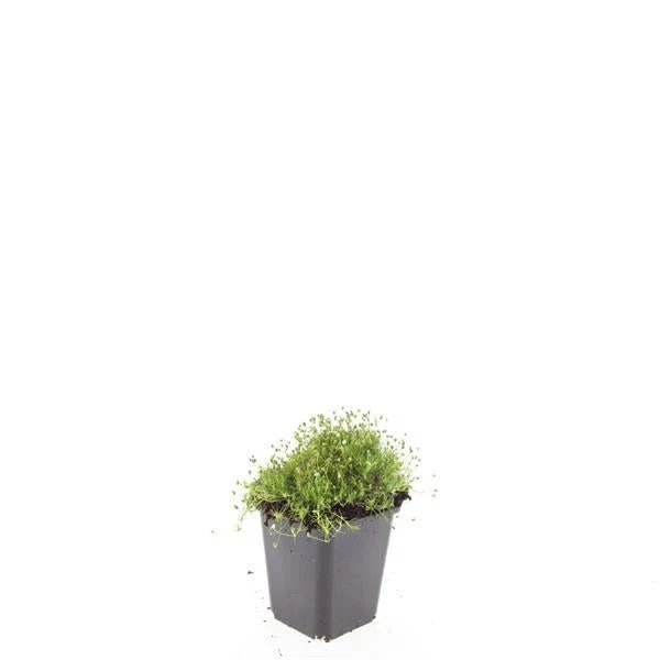 Sagina subulata – 24 Pflanzen Ø 9 cm Höhe 10–25 cm – Immergrüner, trittfester Moos-Bodendecker für sonnige & halbschattige Lagen