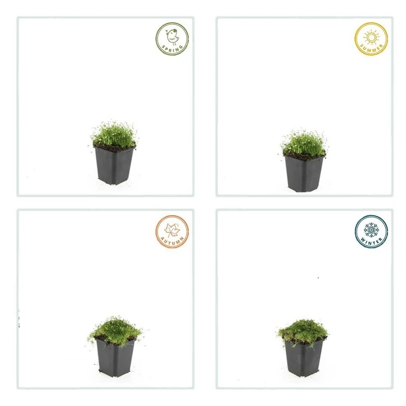Sagina subulata – 24 Pflanzen Ø 9 cm Höhe 10–25 cm – Immergrüner, trittfester Moos-Bodendecker für sonnige & halbschattige Lagen