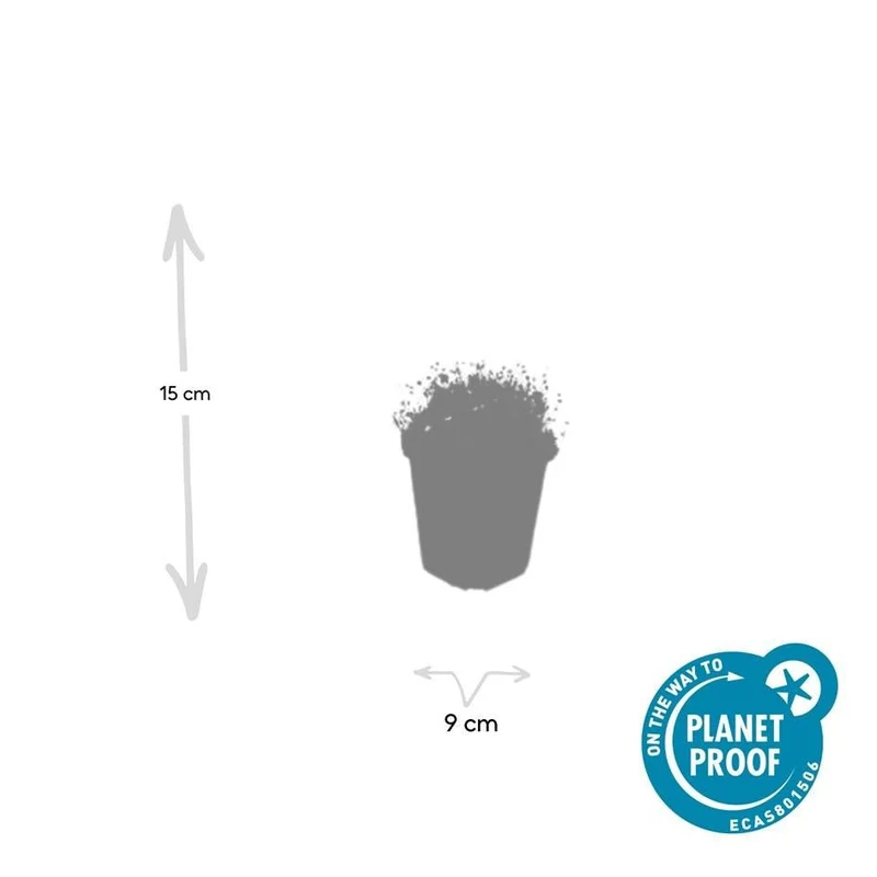 Sagina subulata – 24 Pflanzen Ø 9 cm Höhe 10–25 cm – Immergrüner, trittfester Moos-Bodendecker für sonnige & halbschattige Lagen