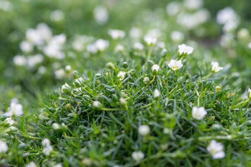 Sagina subulata – 24 Pflanzen Ø 9 cm Höhe 10–25 cm – Immergrüner, trittfester Moos-Bodendecker für sonnige & halbschattige Lagen