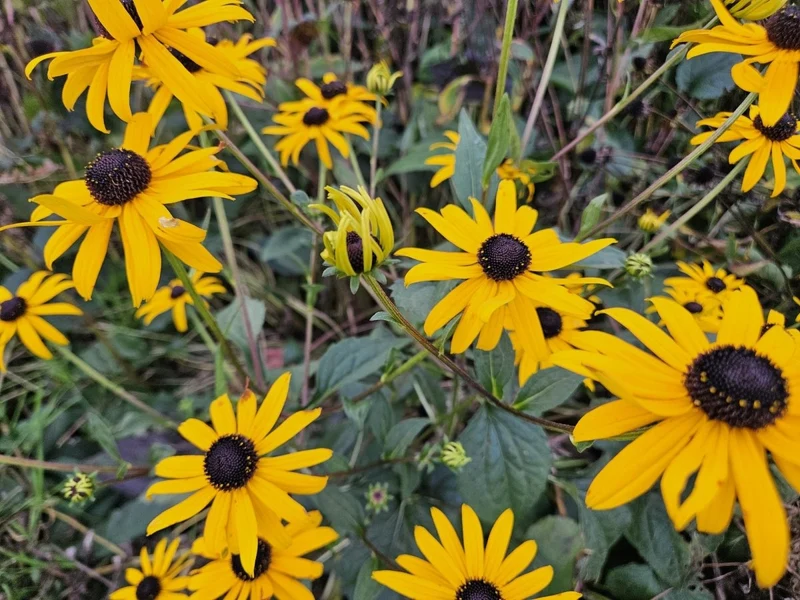 24x Sonnenhut 'Goldsturm' kaufen – Rudbeckia fulgida | Blüte Juli–Oktober, winterhart
