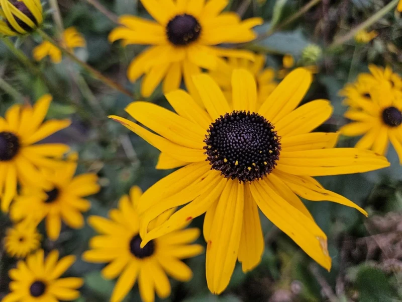 24x Sonnenhut 'Goldsturm' kaufen – Rudbeckia fulgida | Blüte Juli–Oktober, winterhart