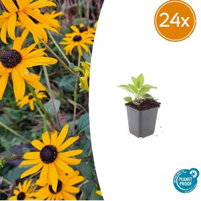 24x Sonnenhut 'Goldsturm' kaufen – Rudbeckia fulgida | Blüte Juli–Oktober, winterhart