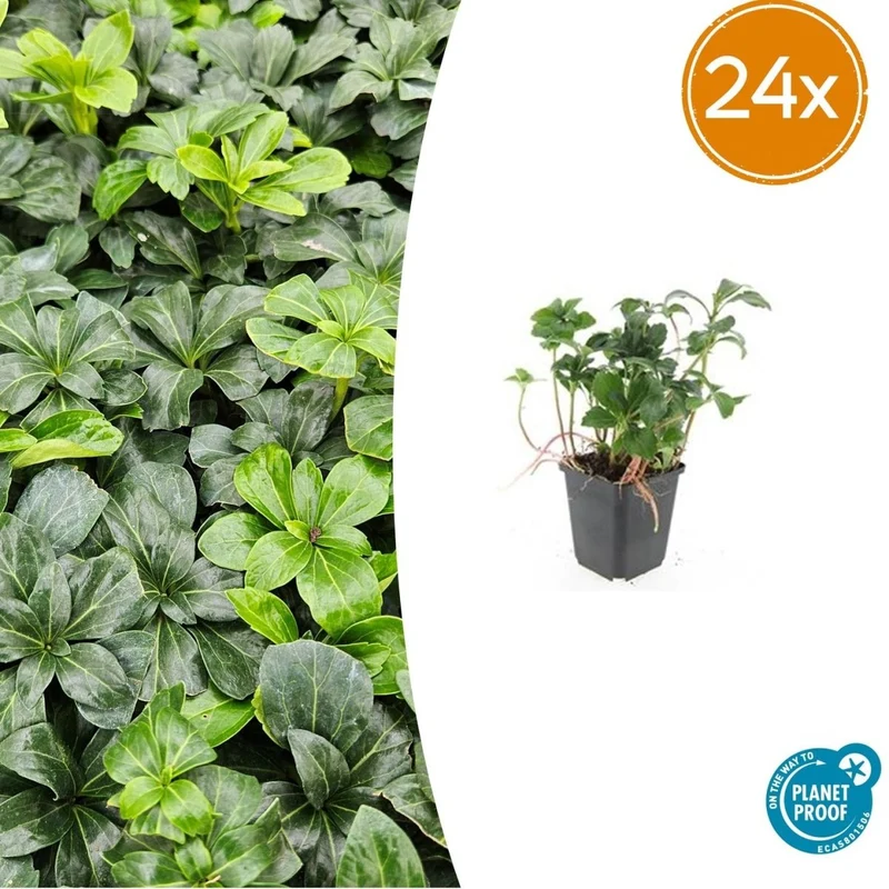 Pachysandra terminalis ‘Green Sheen’ – 24 Pflanzen, Ø 9 cm Topf, Höhe 10–25 cm – Immergrüner Bodendecker für Schattenlagen