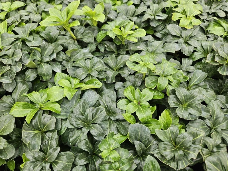 Pachysandra terminalis ‘Green Sheen’ – 24 Pflanzen, Ø 9 cm Topf, Höhe 10–25 cm – Immergrüner Bodendecker für Schattenlagen