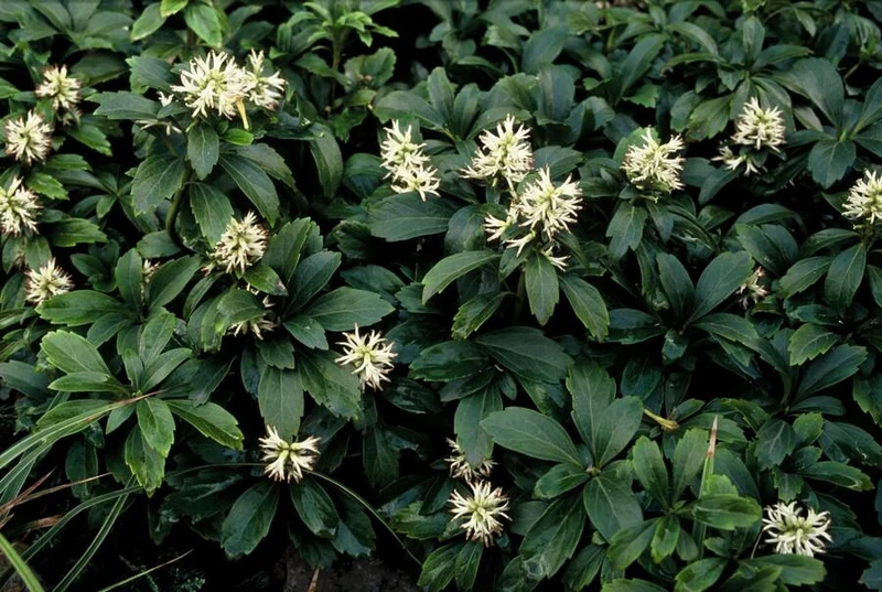 Pachysandra terminalis ‘Green Sheen’ – 24 Pflanzen, Ø 9 cm Topf, Höhe 10–25 cm – Immergrüner Bodendecker für Schattenlagen