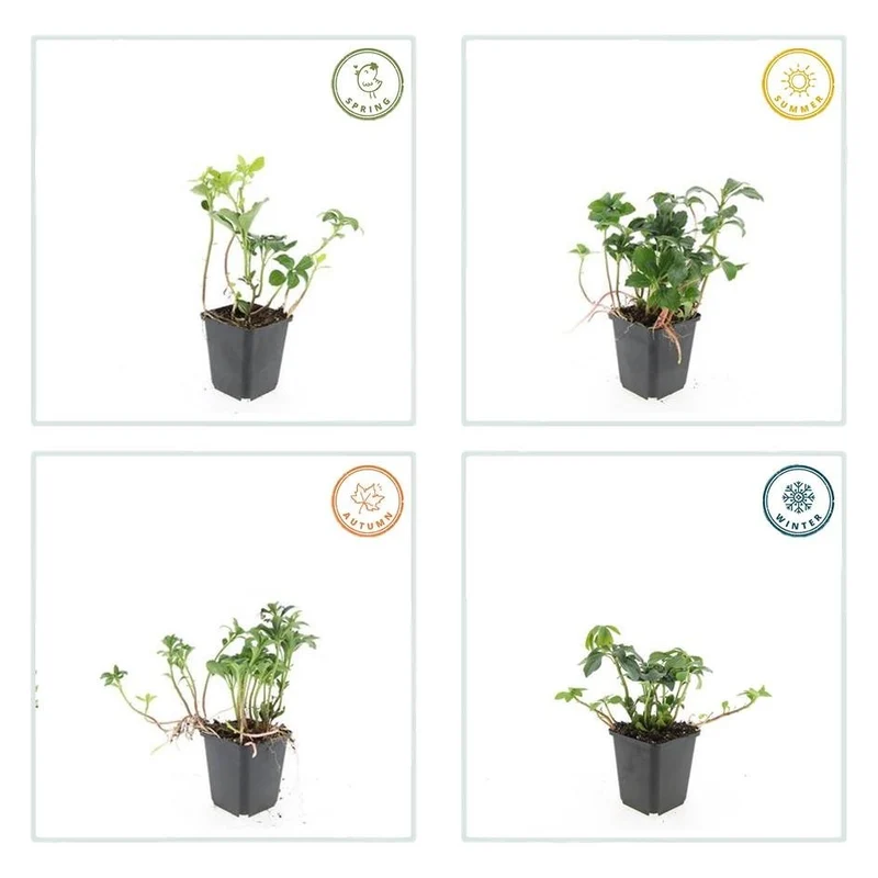 Pachysandra terminalis ‘Green Sheen’ – 24 Pflanzen, Ø 9 cm Topf, Höhe 10–25 cm – Immergrüner Bodendecker für Schattenlagen