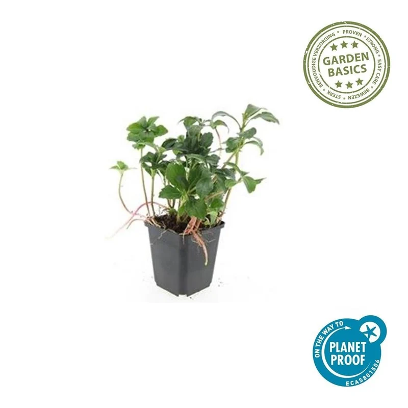 Pachysandra terminalis ‘Green Sheen’ – 24 Pflanzen, Ø 9 cm Topf, Höhe 10–25 cm – Immergrüner Bodendecker für Schattenlagen