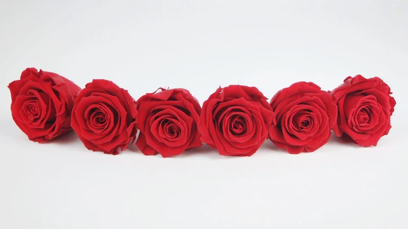 Stabilisierte Rosen Kiara 6 cm - 6 Stück - Vibrant red