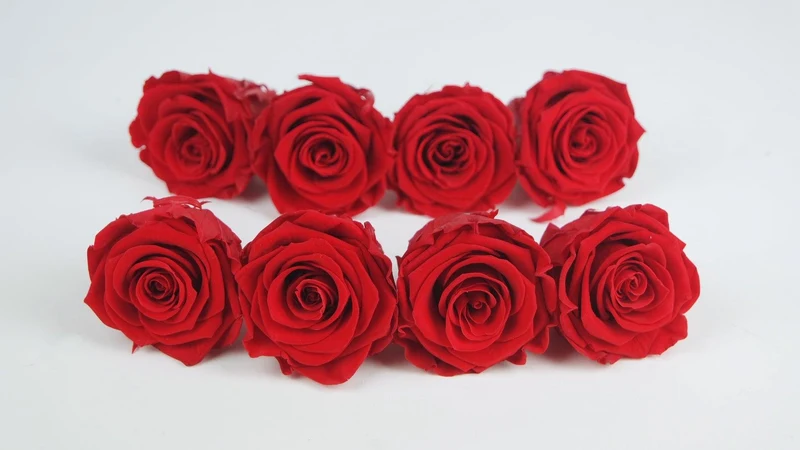 Stabilisierte Rosen Kiara 5 cm - 8 Stück - Vibrant red