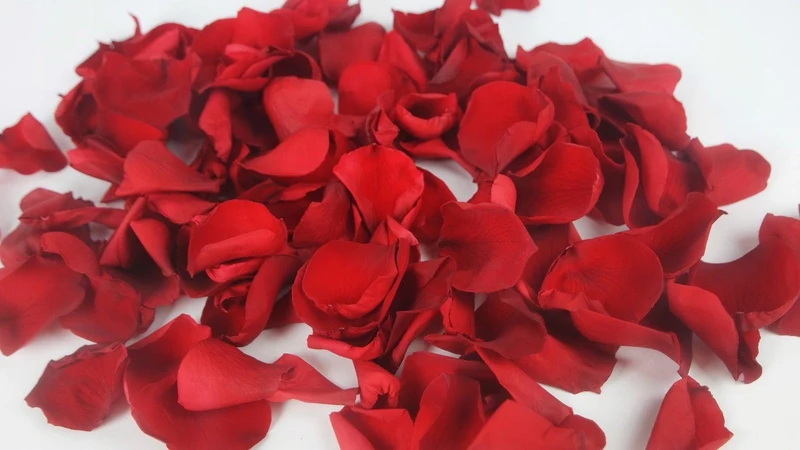 Rosenblätter - Schachtel - Vibrant red