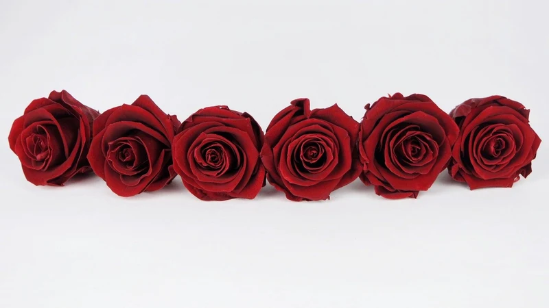 Stabilisierte Rosen Kiara 6 cm - 6 Stück - Royal red