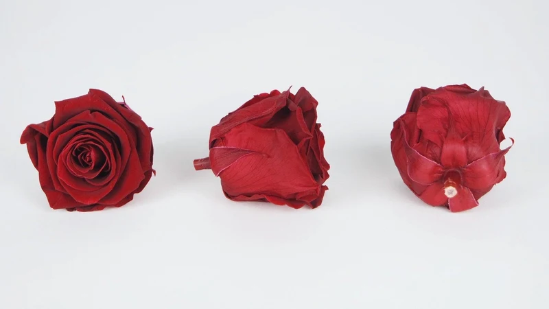 Stabilisierte Rosen Kiara 6 cm - 6 Stück - Royal red