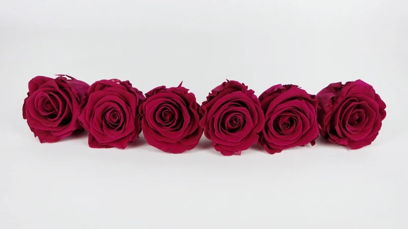 Stabilisierte Rosen Kiara 6 cm - 6 Stück - Hot pink