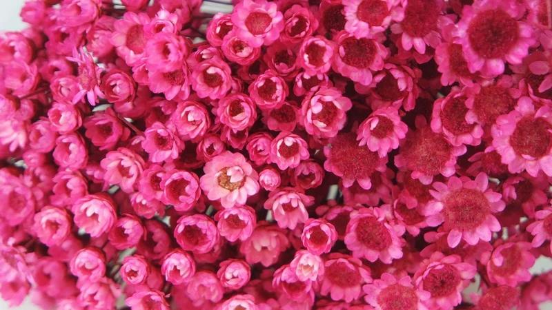 Glixia getrocknet - 1 Bund - Fuchsienrot