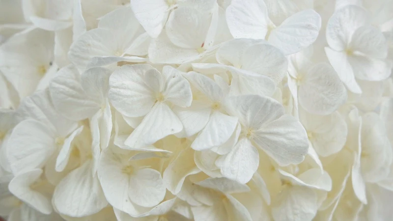 Konservierte Hortensie Kiara - 1 Kopf - Pure white
