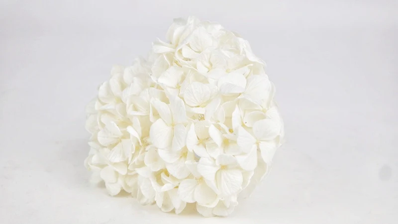 Konservierte Hortensie Kiara - 1 Kopf - Pure white