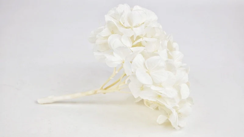Konservierte Hortensie Kiara - 1 Kopf - Pure white