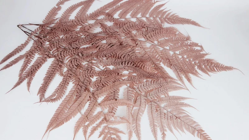 Lederfarn konserviert 80 cm - 1 Bund - Blush