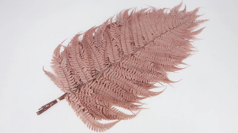 Lederfarn konserviert 80 cm - 1 Bund - Blush