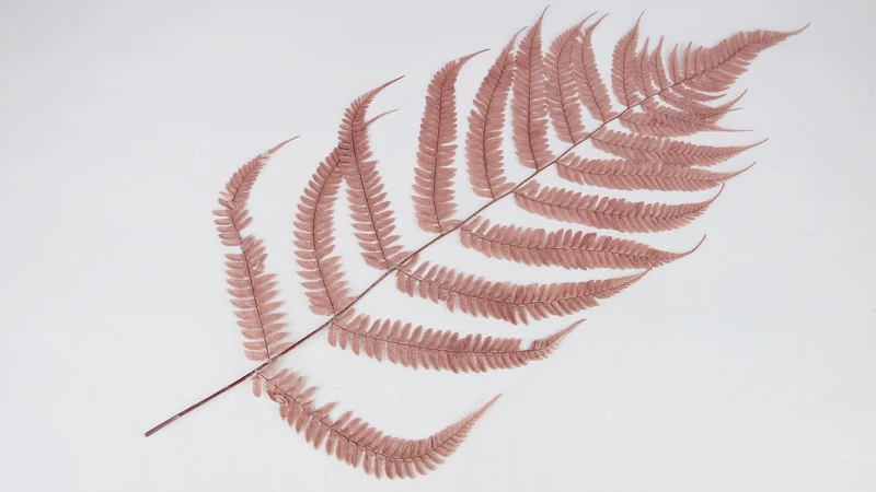 Lederfarn konserviert 80 cm - 1 Bund - Blush