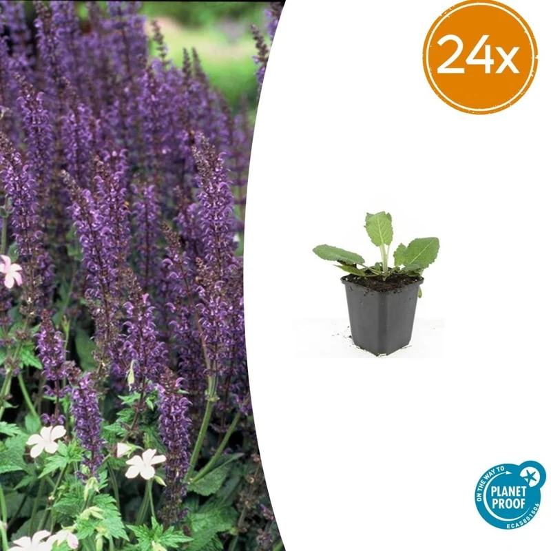 Salvia nemorosa ‘Mainacht’ – 24 Stück, Ø 9 cm Topf, Höhe 10–25 cm – Duftender, winterharter Ziersalbei für Garten & Bienen