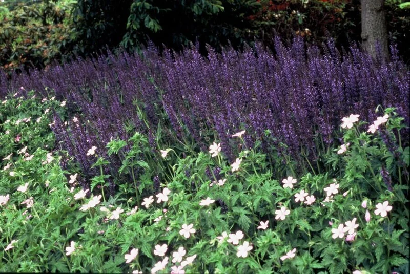 Salvia nemorosa ‘Mainacht’ – 24 Stück, Ø 9 cm Topf, Höhe 10–25 cm – Duftender, winterharter Ziersalbei für Garten & Bienen