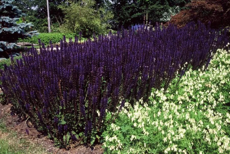Salvia nemorosa ‘Mainacht’ – 24 Stück, Ø 9 cm Topf, Höhe 10–25 cm – Duftender, winterharter Ziersalbei für Garten & Bienen