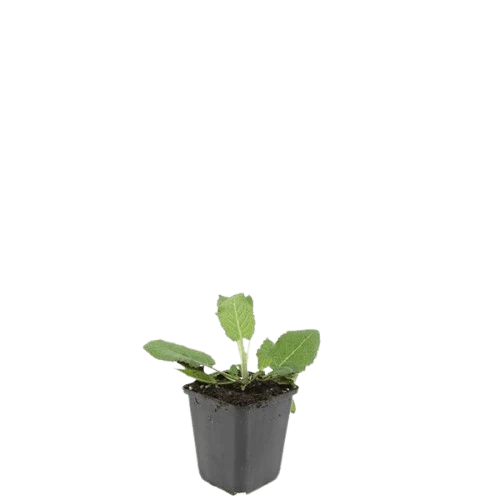 Salvia nemorosa ‘Mainacht’ – 24 Stück, Ø 9 cm Topf, Höhe 10–25 cm – Duftender, winterharter Ziersalbei für Garten & Bienen
