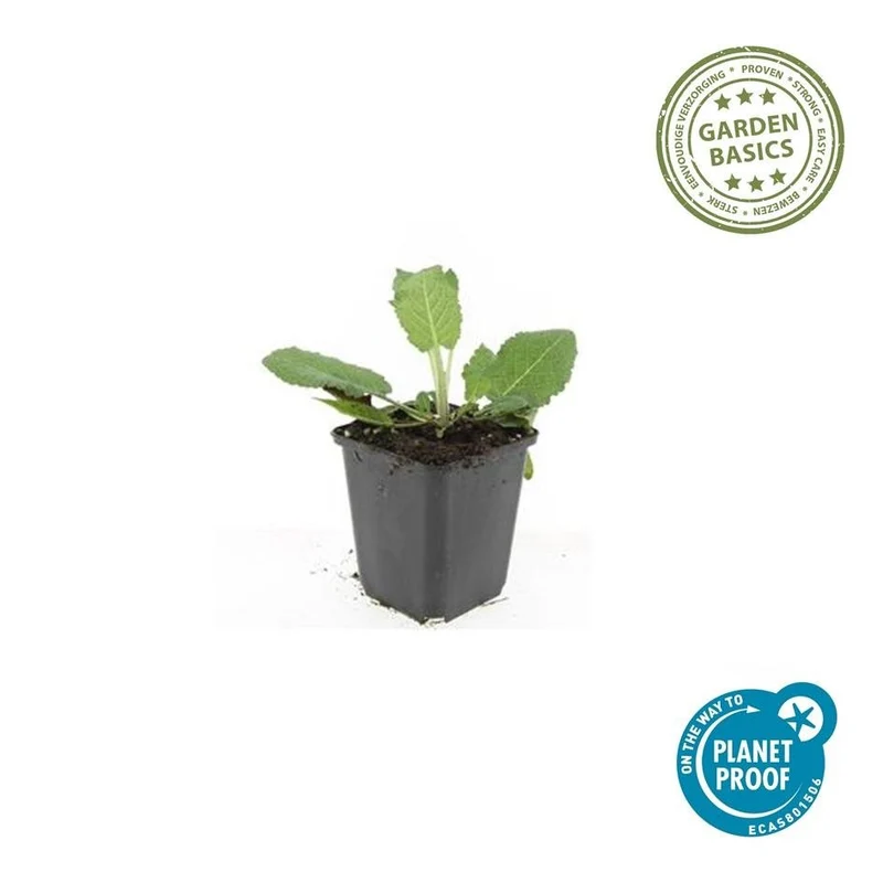 Salvia nemorosa ‘Mainacht’ – 24 Stück, Ø 9 cm Topf, Höhe 10–25 cm – Duftender, winterharter Ziersalbei für Garten & Bienen