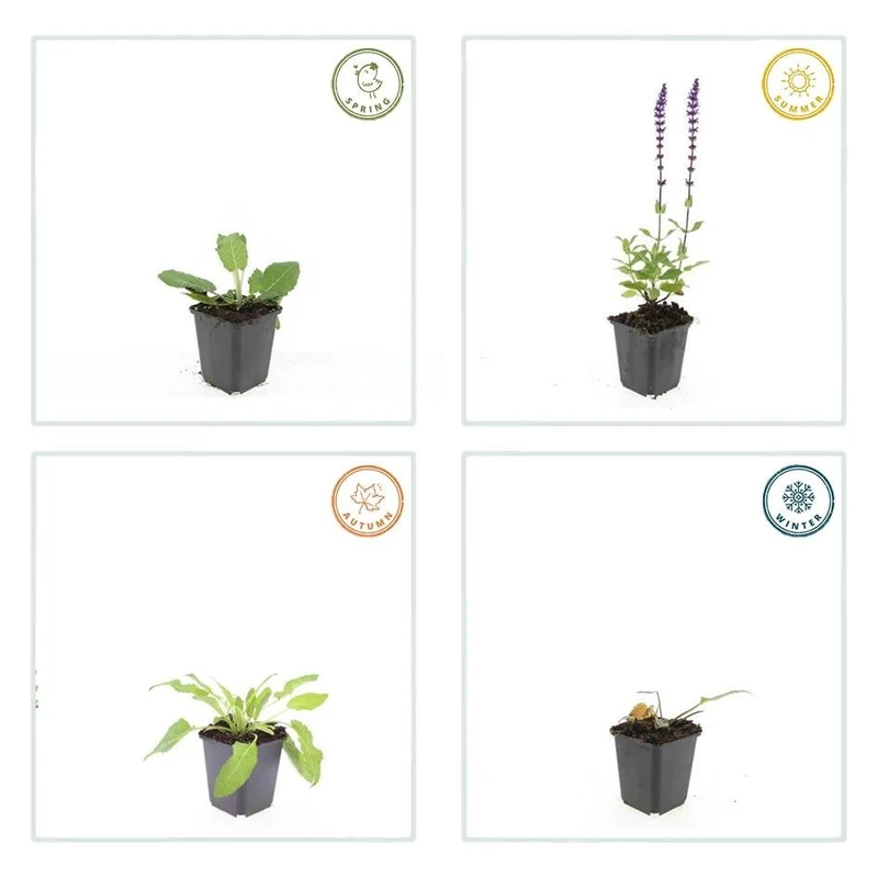 Salvia nemorosa ‘Mainacht’ – 24 Stück, Ø 9 cm Topf, Höhe 10–25 cm – Duftender, winterharter Ziersalbei für Garten & Bienen
