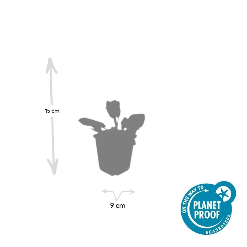 Salvia nemorosa ‘Mainacht’ – 24 Stück, Ø 9 cm Topf, Höhe 10–25 cm – Duftender, winterharter Ziersalbei für Garten & Bienen