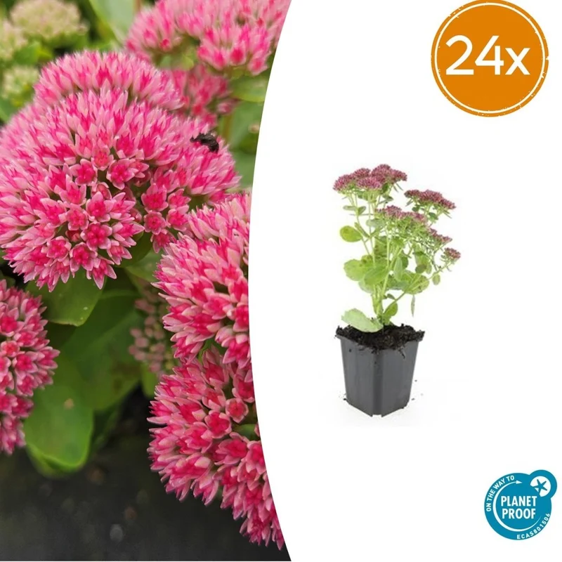 Sedum ‘Herbstfreude’ – 24 Stück, Ø 9 cm Topf, Wuchshöhe 10-25 cm – Pflegeleichte, winterharte Staude mit spätem Blütenzauber