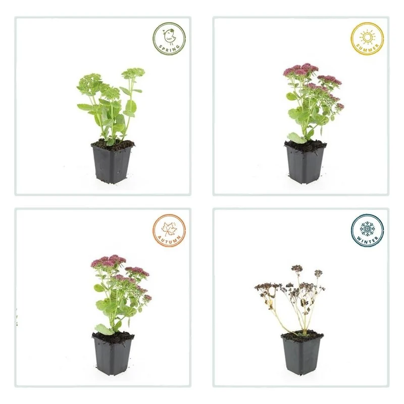 Sedum ‘Herbstfreude’ – 24 Stück, Ø 9 cm Topf, Wuchshöhe 10-25 cm – Pflegeleichte, winterharte Staude mit spätem Blütenzauber