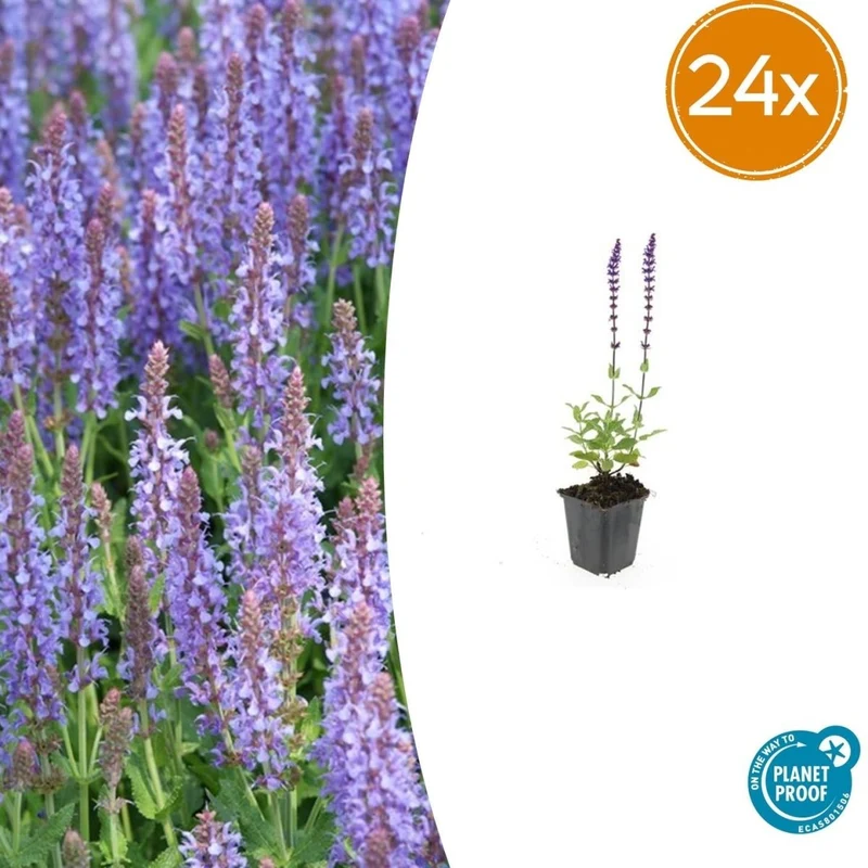 Blüten-Salbei 'Caradonna' | 24 Pflanzen – Ø9 cm Topf – Höhe 10–25 cm – Bienenfreundlich