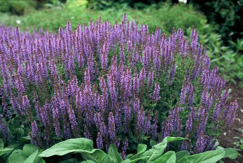 Blüten-Salbei 'Caradonna' | 24 Pflanzen – Ø9 cm Topf – Höhe 10–25 cm – Bienenfreundlich