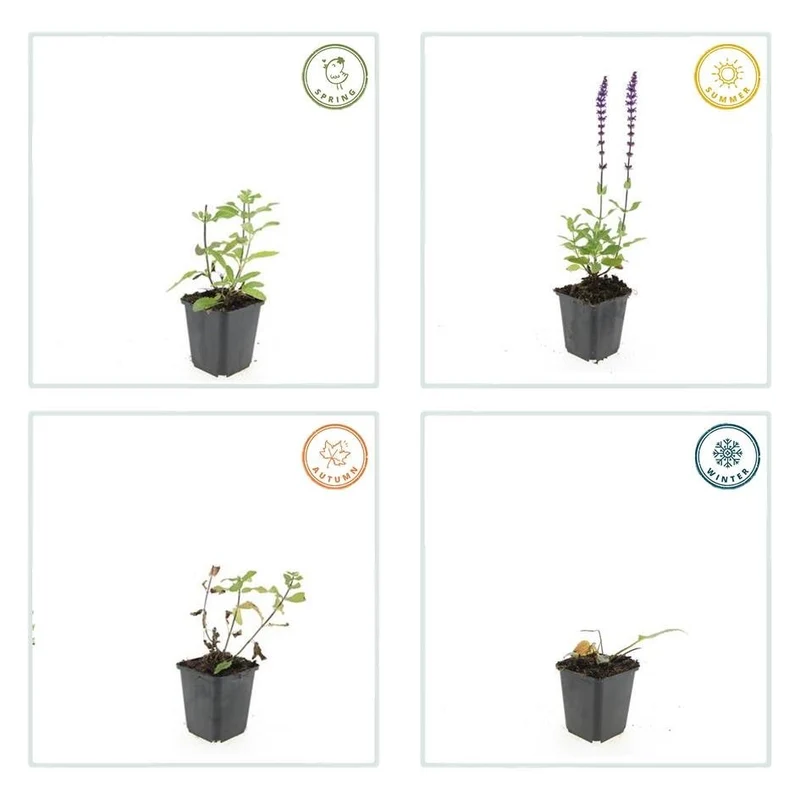 Blüten-Salbei 'Caradonna' | 24 Pflanzen – Ø9 cm Topf – Höhe 10–25 cm – Bienenfreundlich