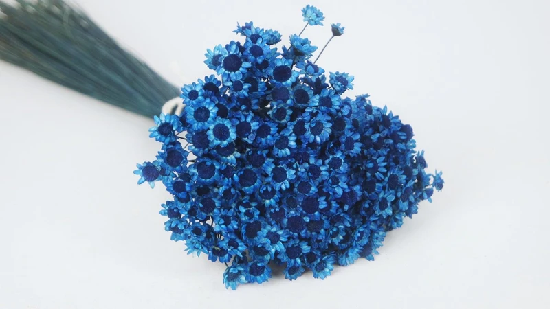 Glixia getrocknet - 1 Bund - Saphirblau