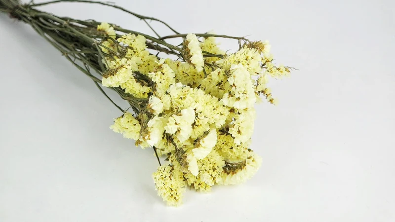 Statice getrocknet - 1 Strauß - Naturfarbe zitrongelb