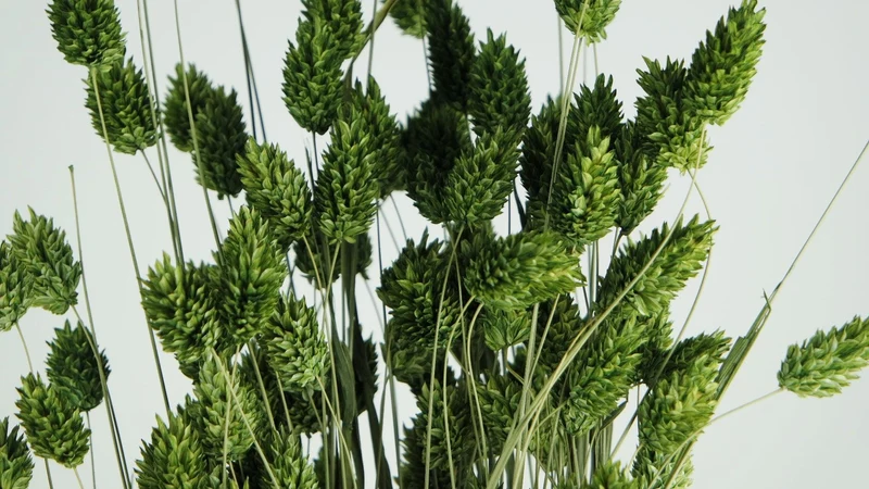 Phalaris getrocknet - 1 Bund - Olivgrün