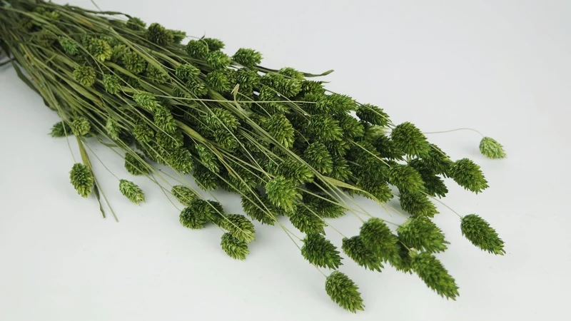 Phalaris getrocknet - 1 Bund - Olivgrün