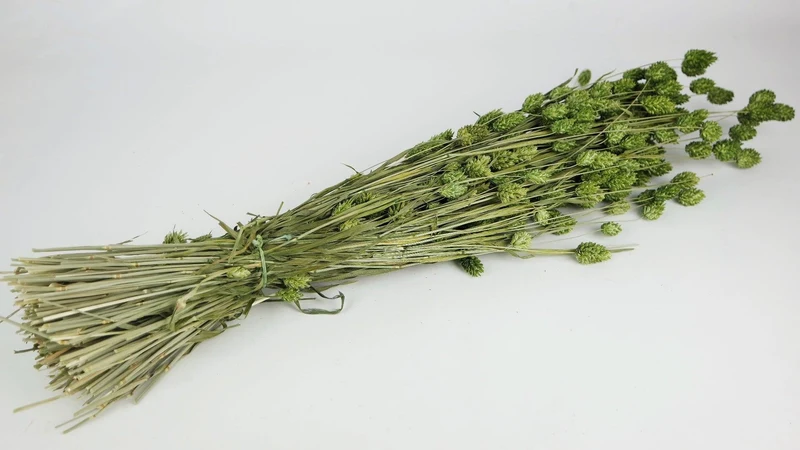 Phalaris getrocknet - 1 Bund - Olivgrün