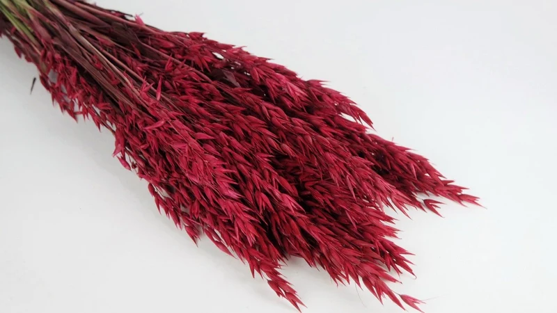 Hafer getrocknet - 1 Bund - Rot