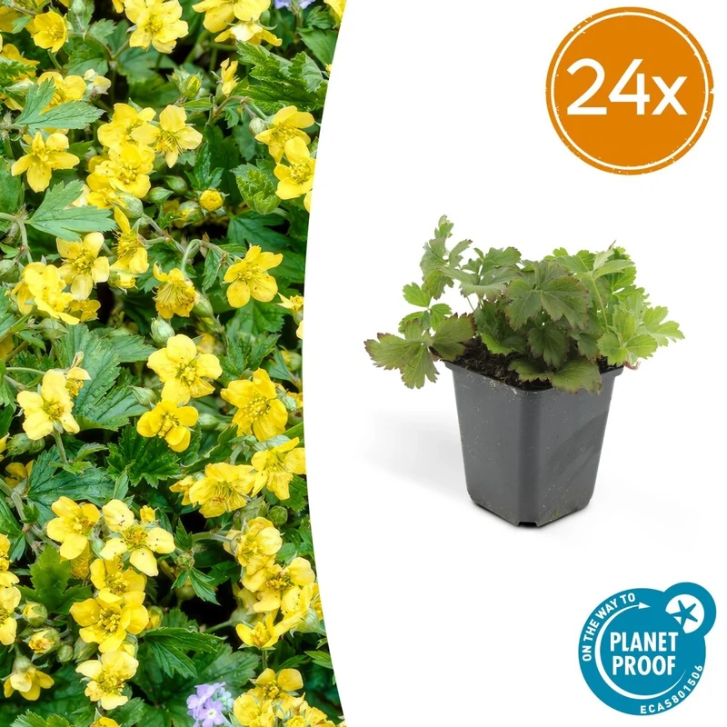 24x Golderdbeere kaufen – Waldsteinia ternata | Immergrüner Bodendecker für Beete & Gehölzränder