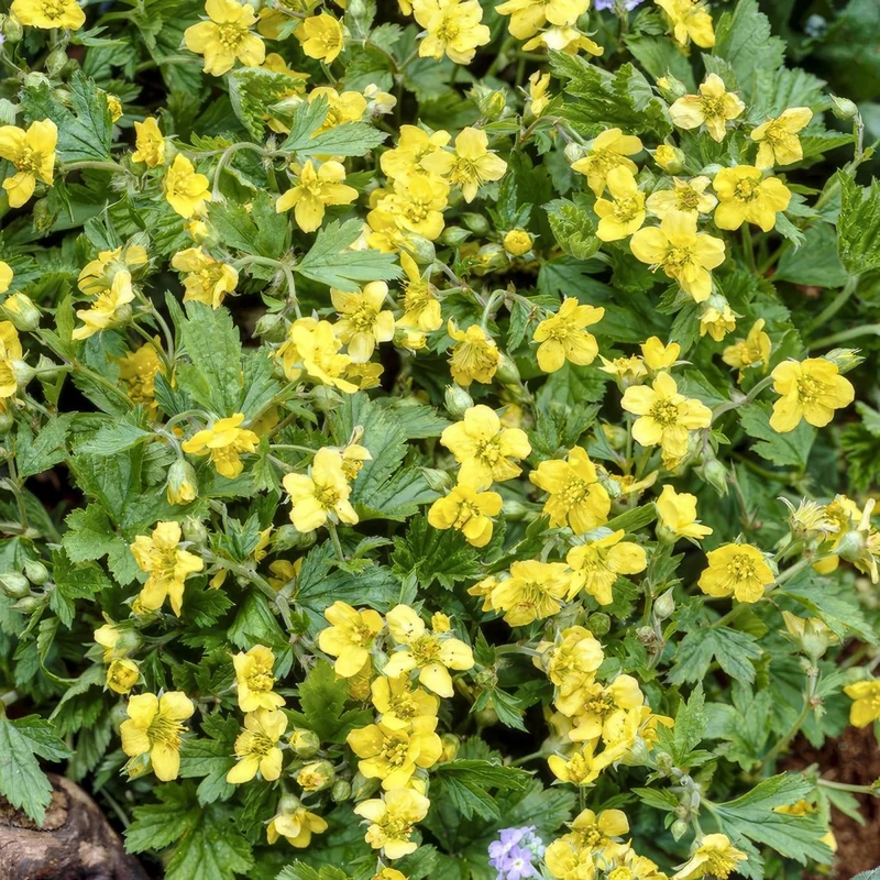 24x Golderdbeere kaufen – Waldsteinia ternata | Immergrüner Bodendecker für Beete & Gehölzränder