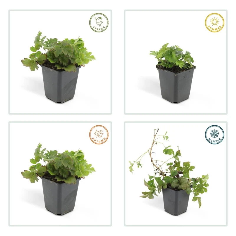 24x Golderdbeere kaufen – Waldsteinia ternata | Immergrüner Bodendecker für Beete & Gehölzränder