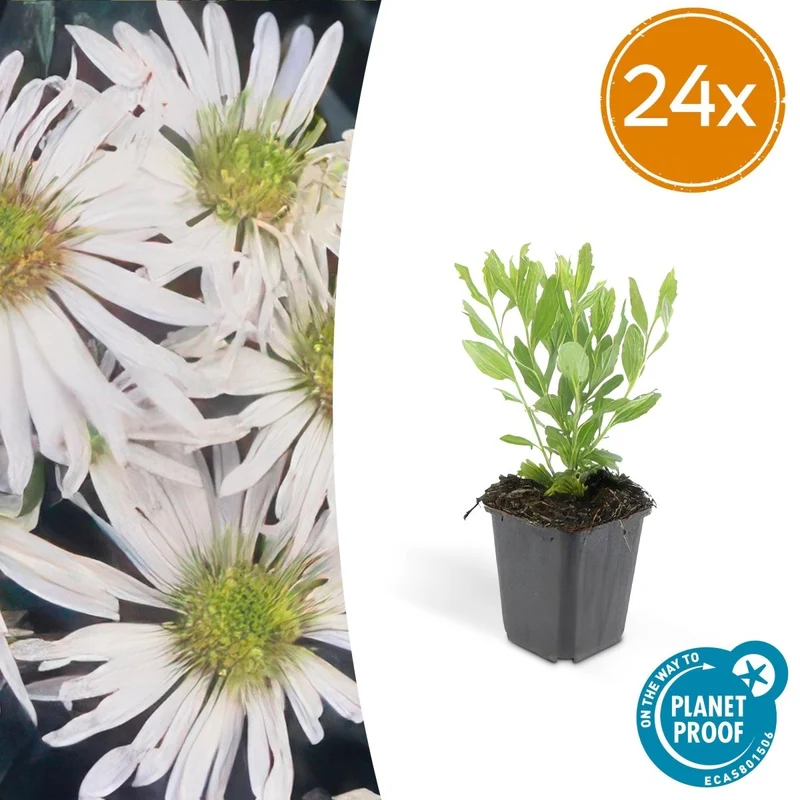 24x Aster ageratoides ‘Ashvi’ – Herbst-Aster mit zarten Blüten – Höhe 10–25 cm – Ø 9 cm