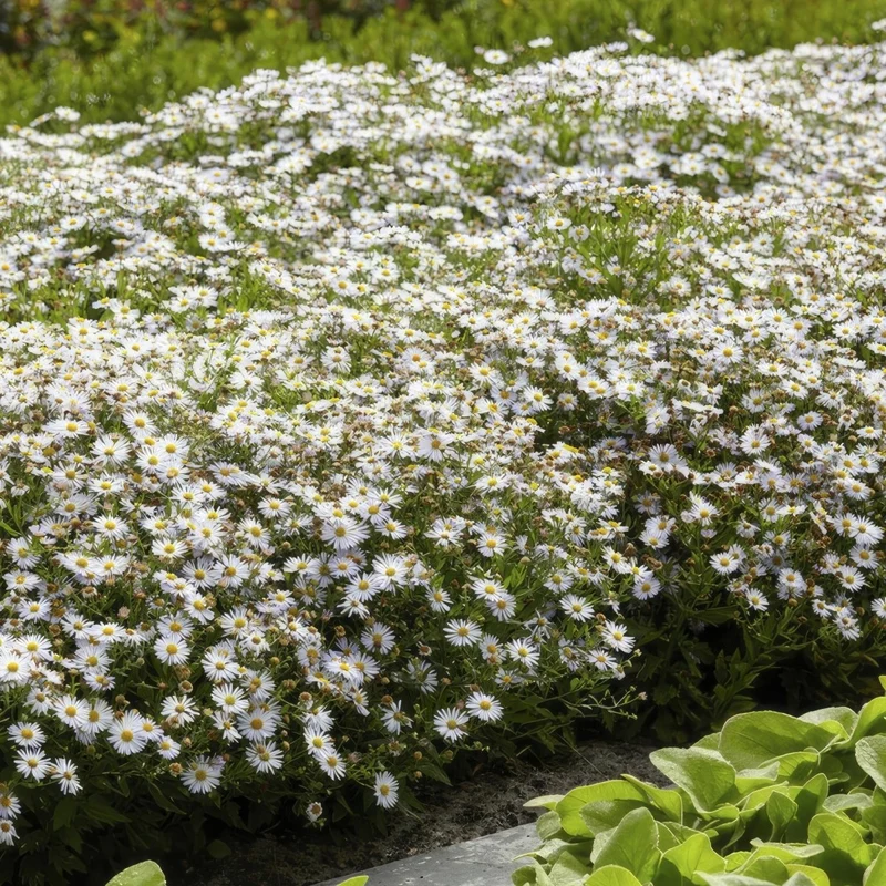 24x Aster ageratoides ‘Ashvi’ – Herbst-Aster mit zarten Blüten – Höhe 10–25 cm – Ø 9 cm