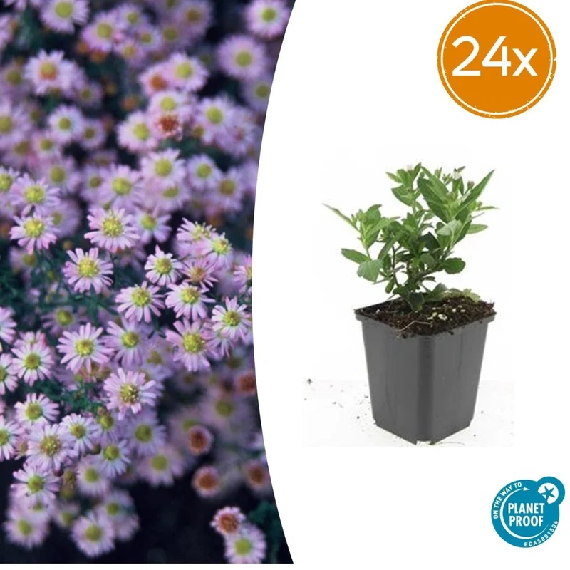 24x Aster ageratoides ‘Stardust’ – Herbst-Aster mit weißen Blüten – Höhe 10–25 cm – Ø 9 cm
