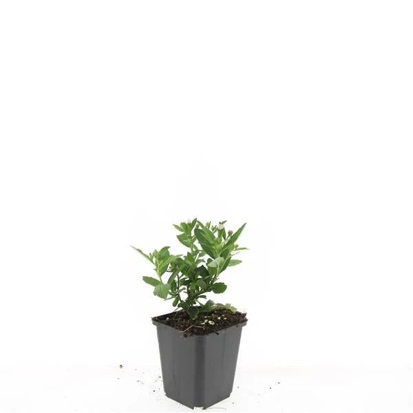 24x Aster ageratoides ‘Stardust’ – Herbst-Aster mit weißen Blüten – Höhe 10–25 cm – Ø 9 cm
